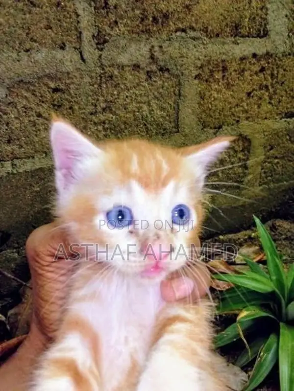 Persian Kitten