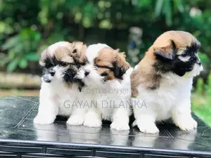Shih Tzu Puppies