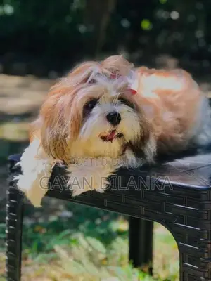 Shih Tzu Puppies