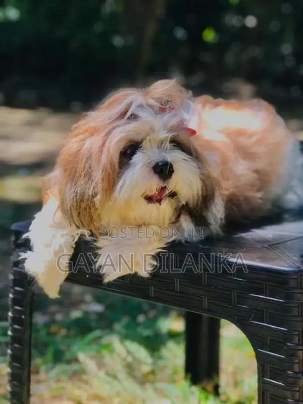 Shih Tzu Puppies