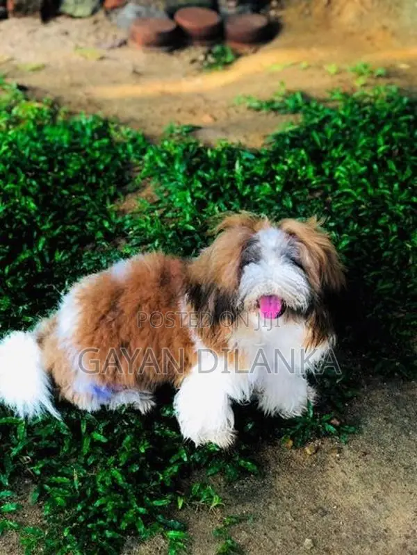 Shih Tzu Puppies
