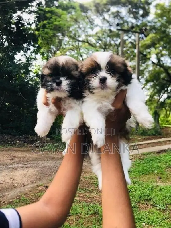 Shih Tzu Puppies