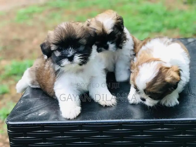 Shih Tzu Puppies