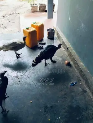 Vankoli