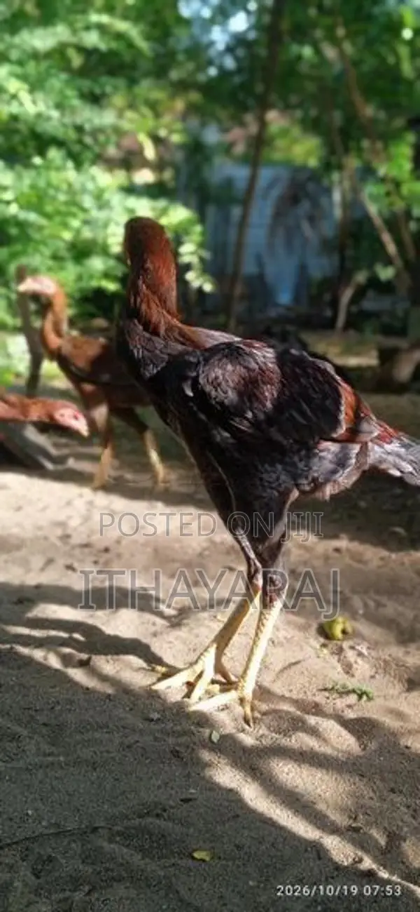 Sandai Seval
