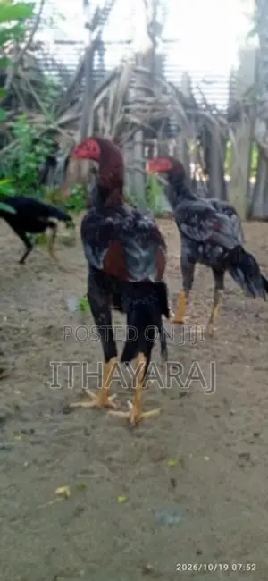 Sandai Seval