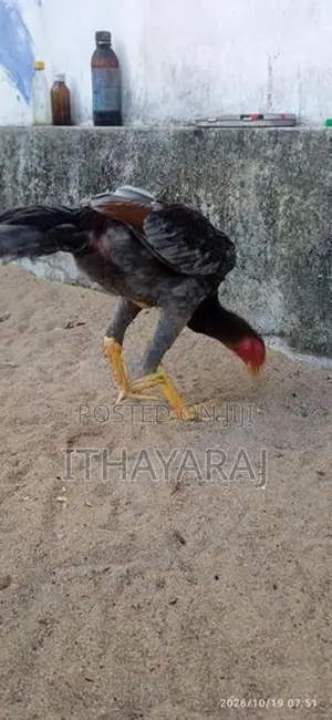 Sandai Seval