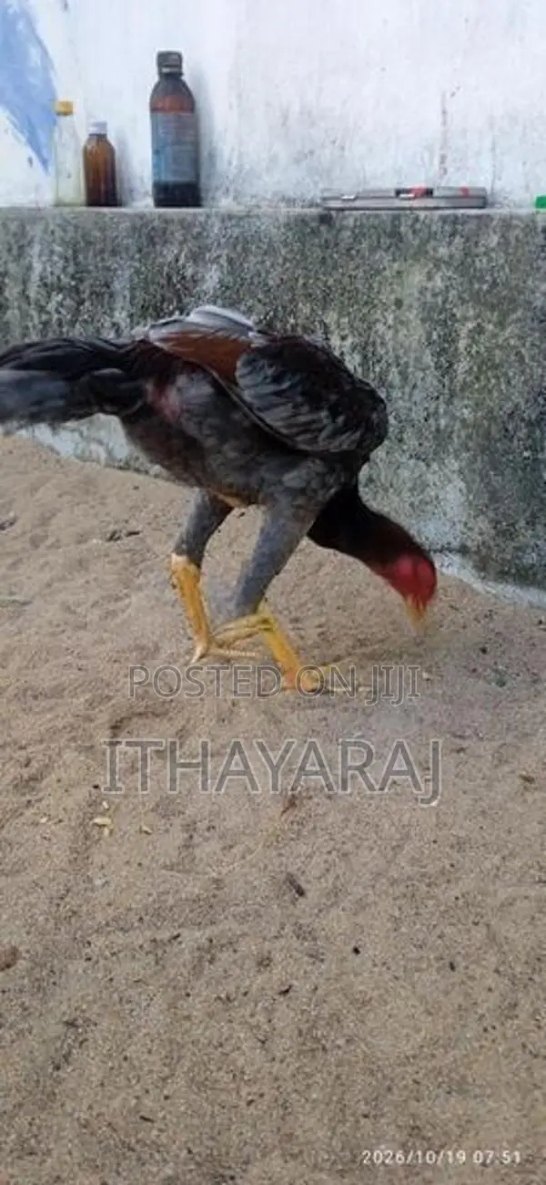 Sandai Seval