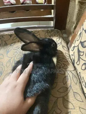 Angora Black Rabbit