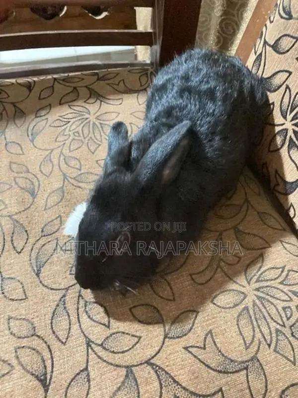 Angora Black Rabbit