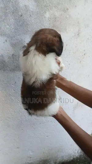 Shih Tzu Puppy