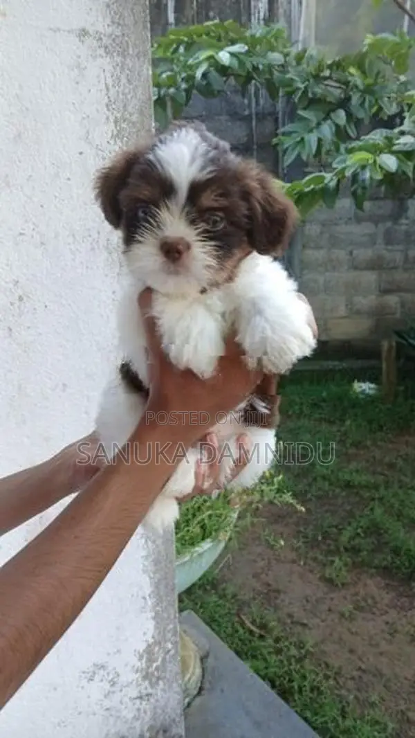 Shih Tzu Puppy