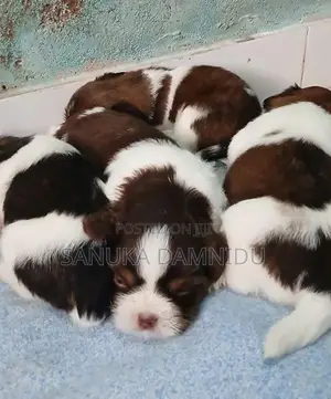 Shih Tzu Puppy