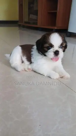 Shih Tzu Puppy