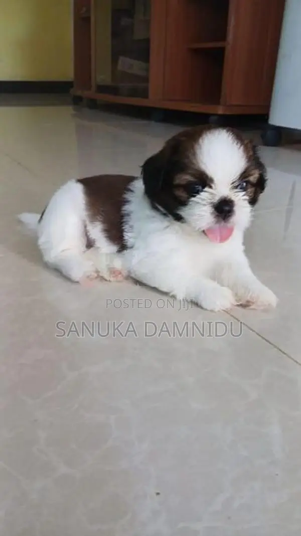 Shih Tzu Puppy