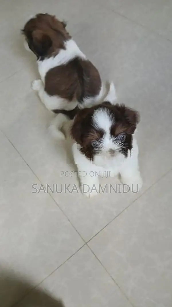 Shih Tzu Puppy