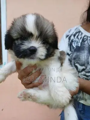Shetsu Puppis