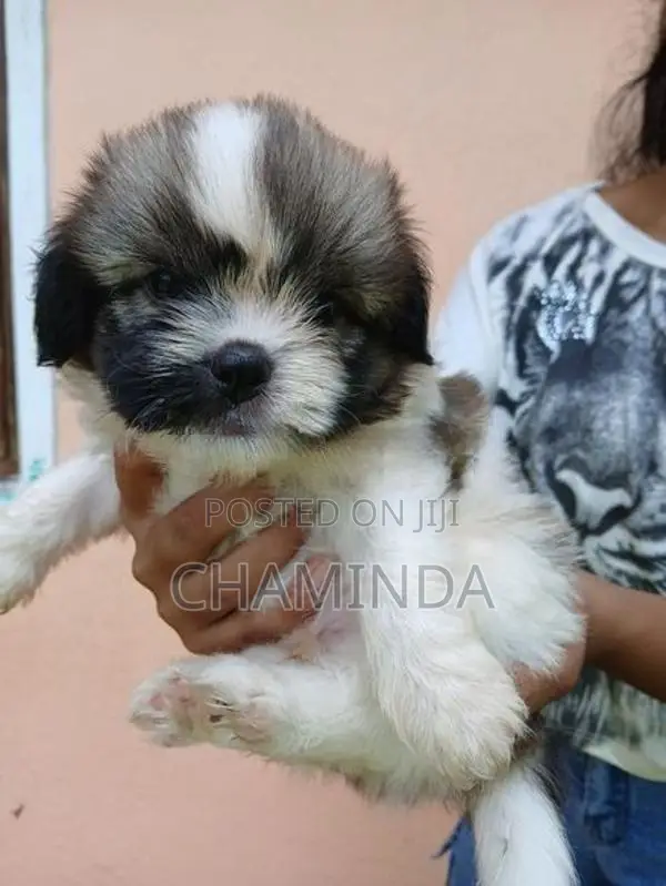 Shetsu Puppis