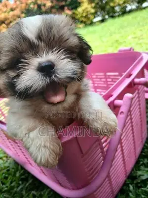 Shetsu Puppis