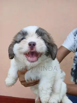Shetsu Puppis