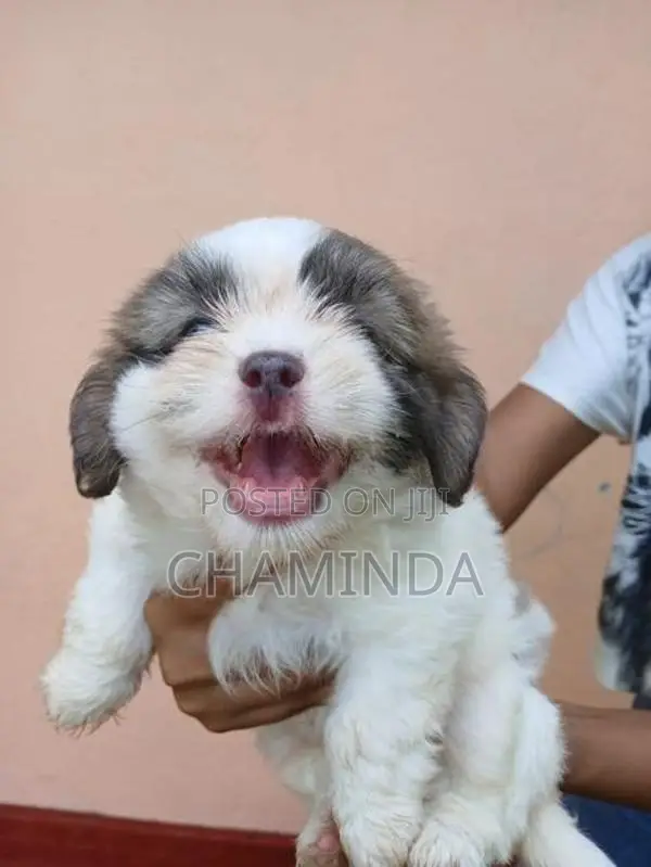 Shetsu Puppis