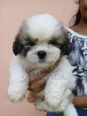 Shetsu Puppis