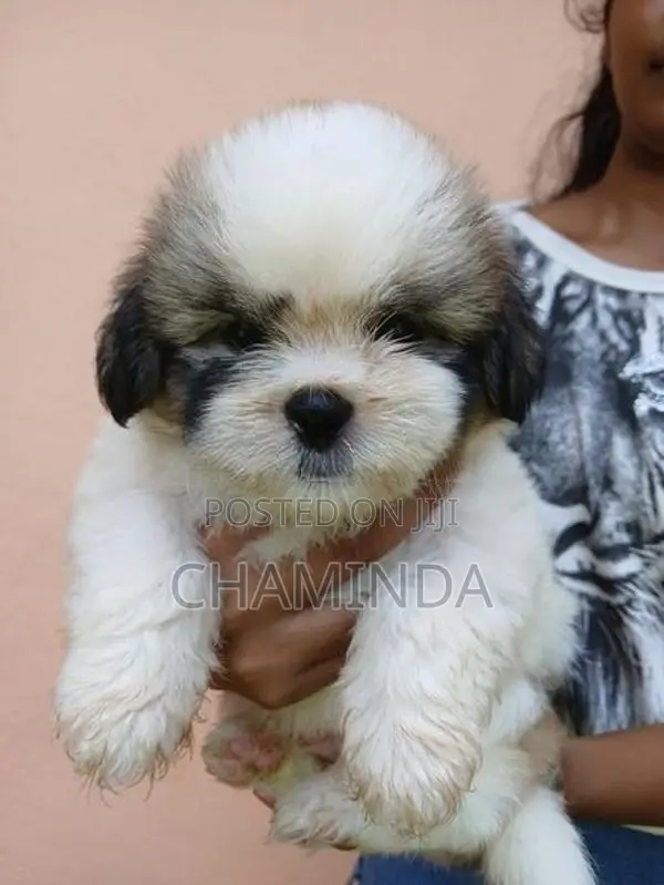 Shetsu Puppis