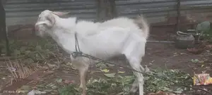 ஆடு விற்பனை