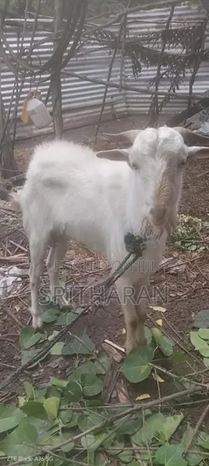 ஆடு விற்பனை