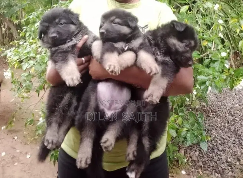 German Shepherd Long Coat
