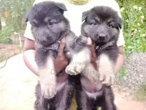 German Shepherd Long Coat