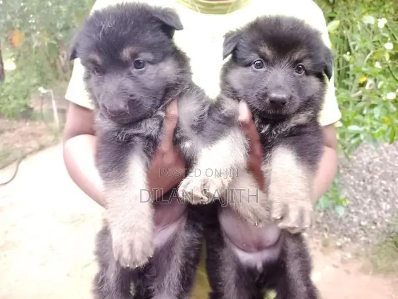 German Shepherd Long Coat