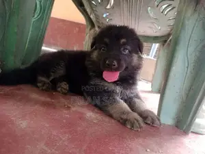 German Shepherd Long Coat