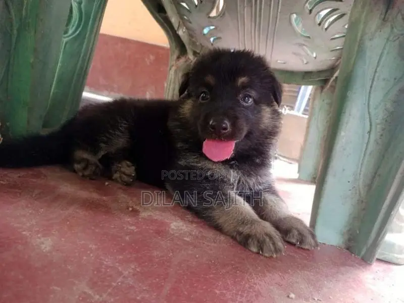 German Shepherd Long Coat