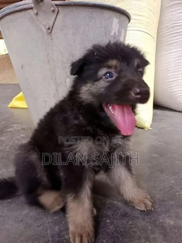 German Shepherd Long Coat