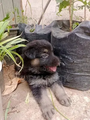 German Shepherd Long Coat