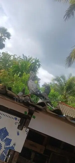 Pigeon