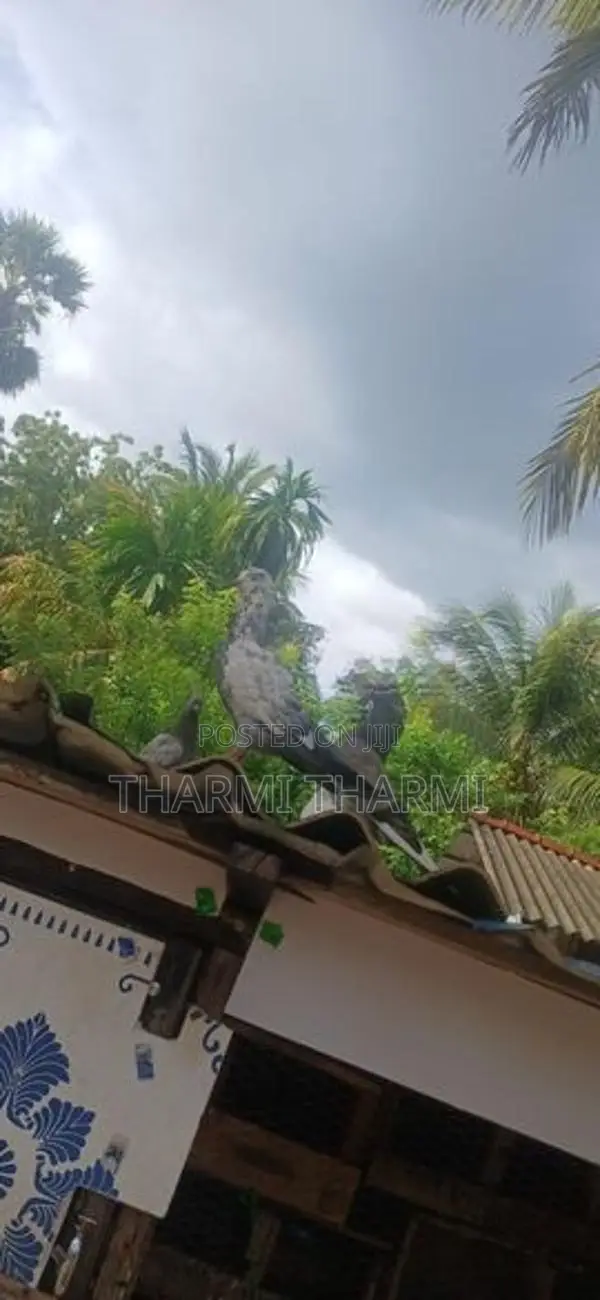 Pigeon
