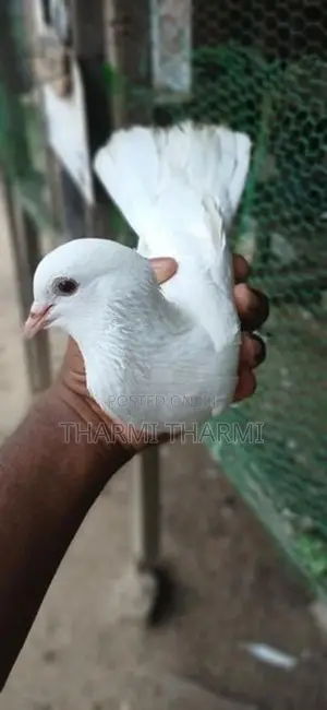 Pigeon