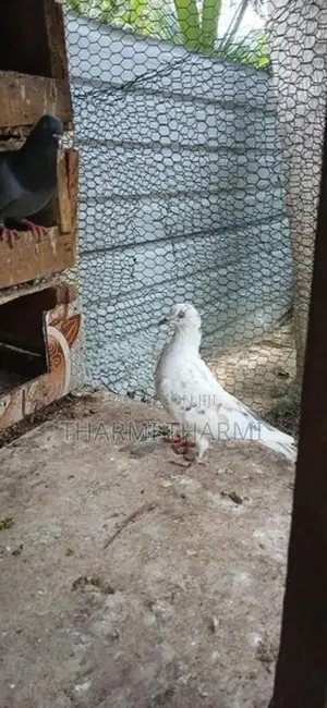 Pigeon