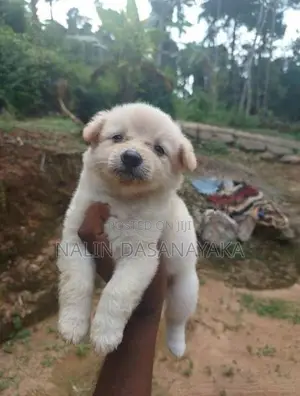 Lion Pomeranian Puppy