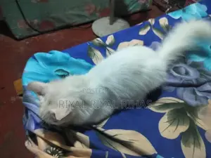 Persian Cat
