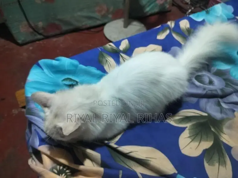Persian Cat