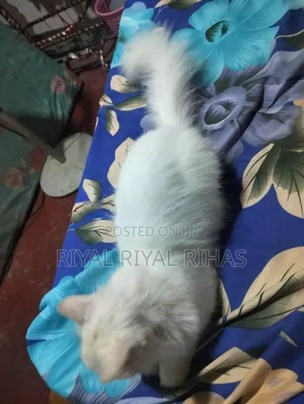 Persian Cat