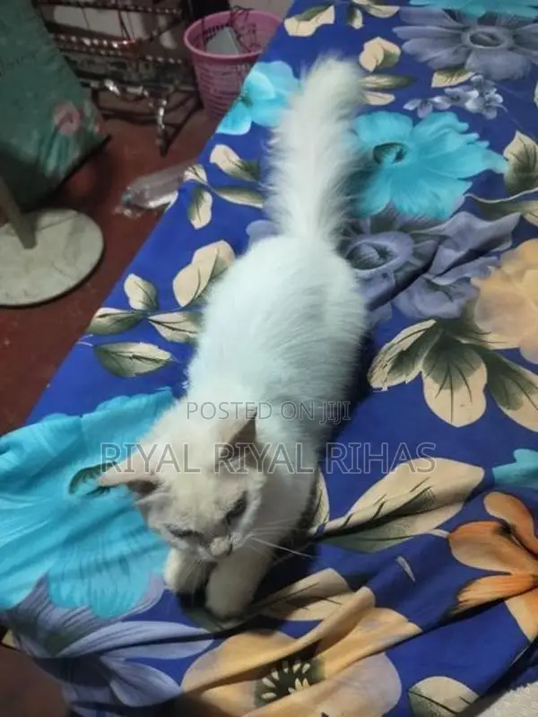 Persian Cat