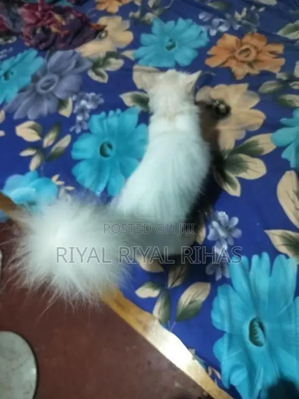 Persian Cat