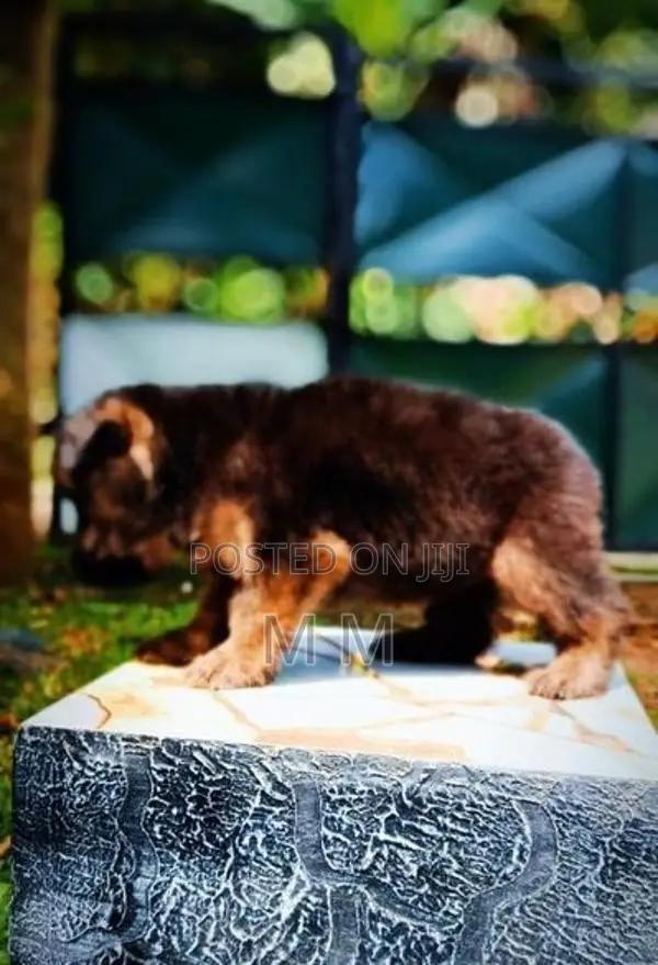 German Shepherd