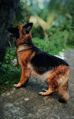 German Shepherd