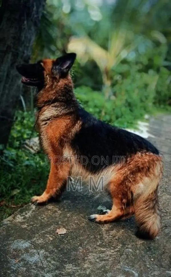 German Shepherd