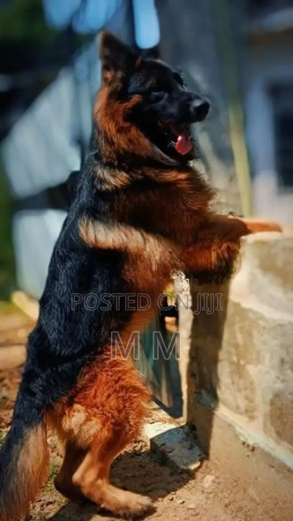German Shepherd